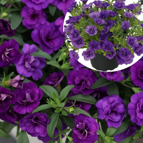 Calibrachoa POCKET 'Double Lilac' - Puispetuunia POCKET 'Double Lilac' P9/0,55L